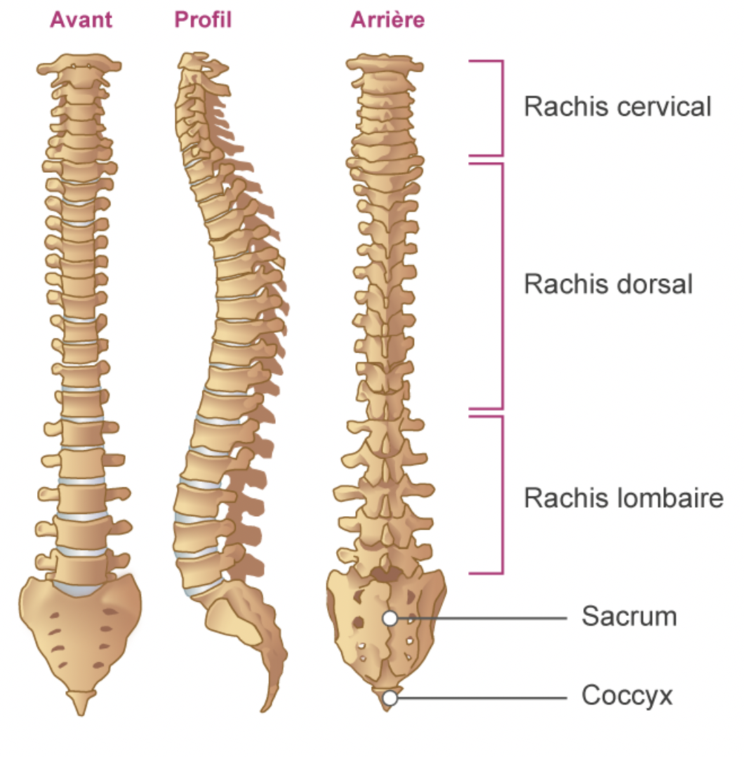 Anatomie Du Dos Rachis Lombaire Chirurgie Du Dos