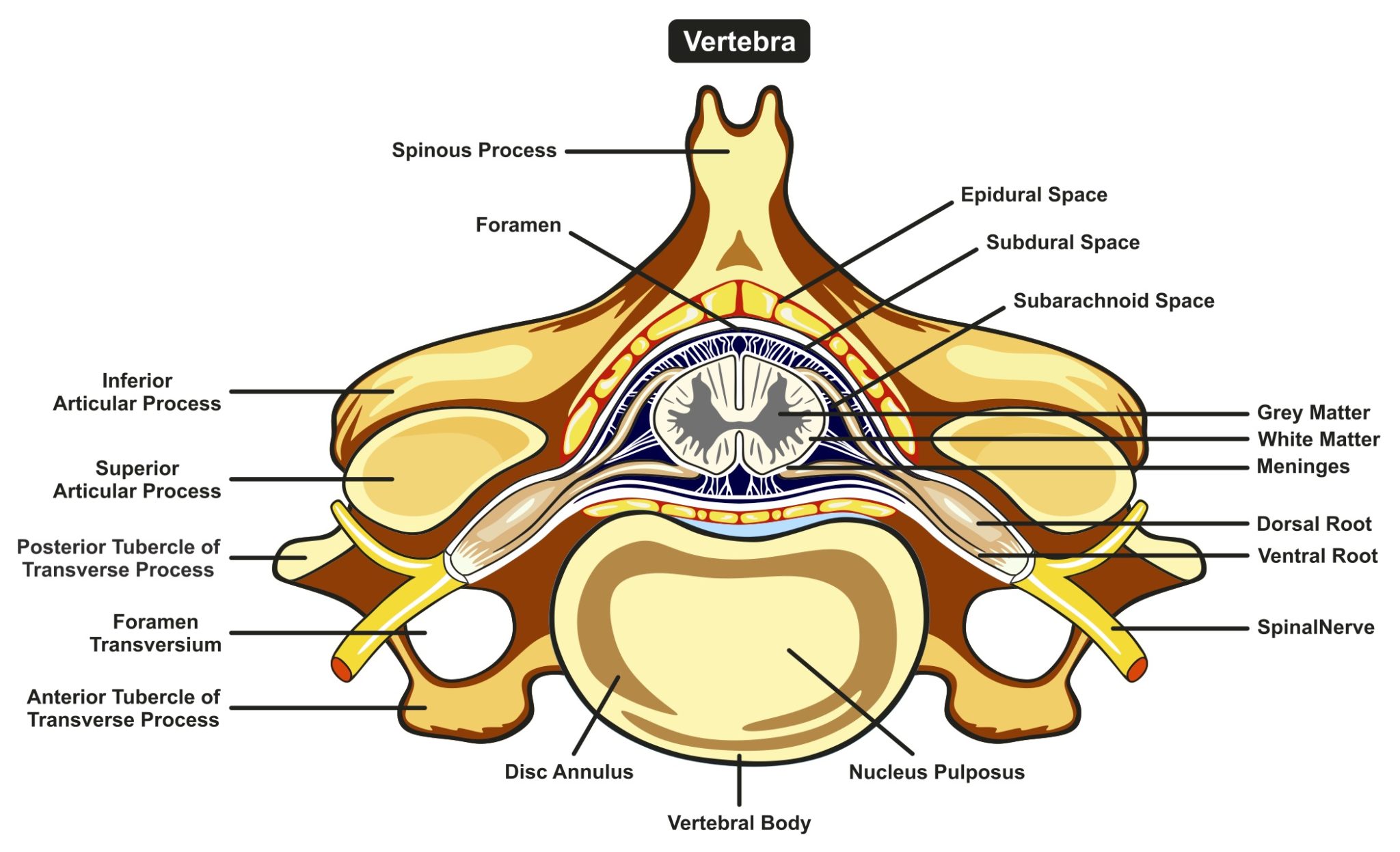 Anatomie Du Dos Rachis Cervical Chirurgie Du Dos